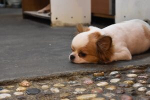 台湾の九份の街にいたカワイイ犬